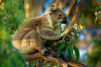 Koala - Phascolarctos cinereus o2824